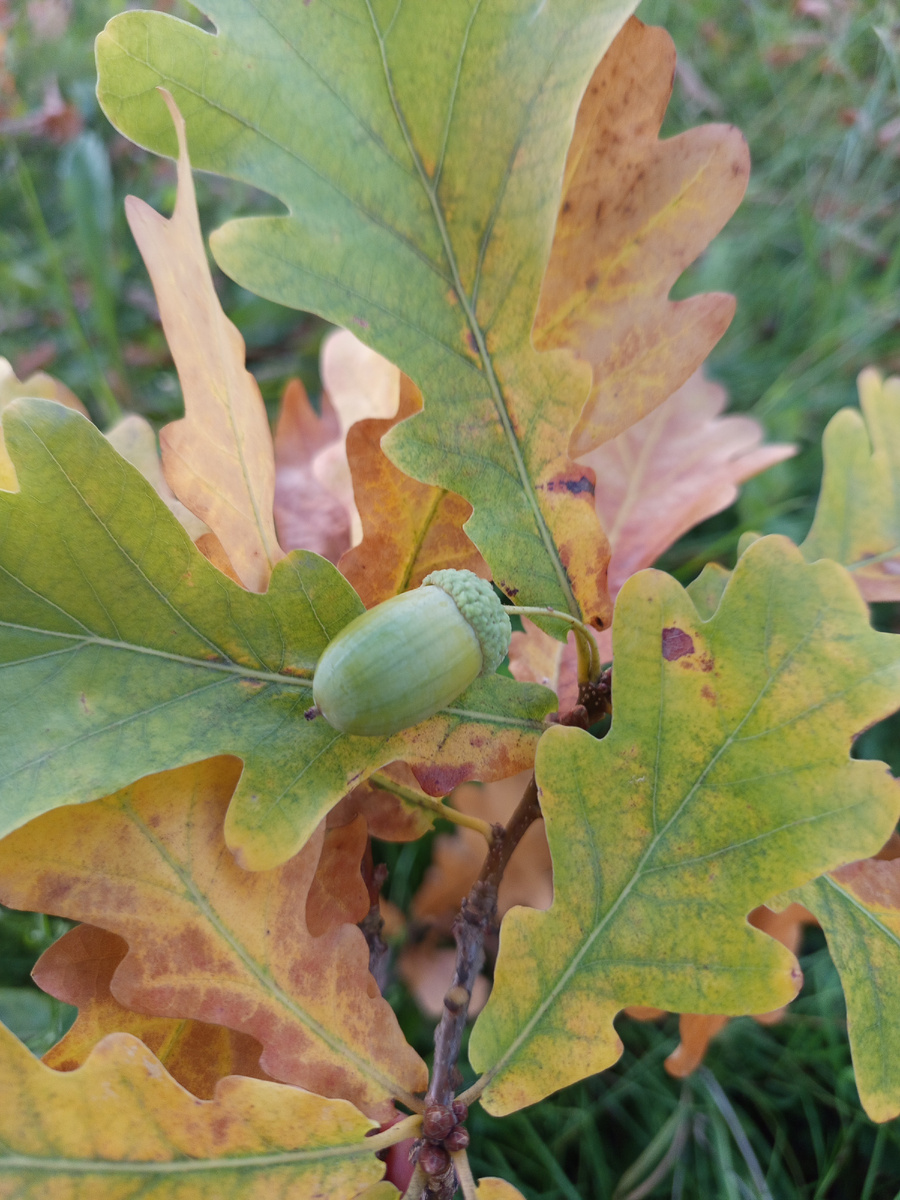 Букет из листьев с жёлудем