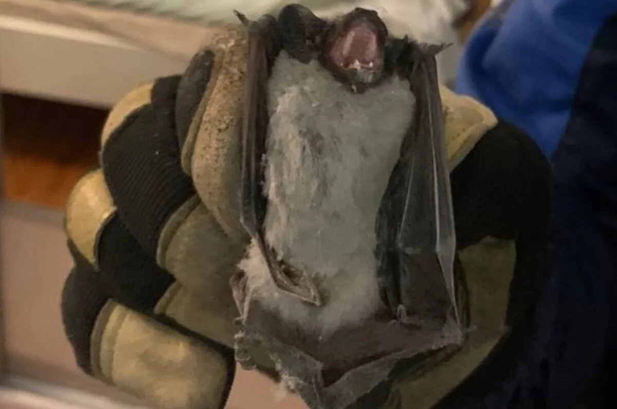    В частный дом в Пензе залетела летучая мышь