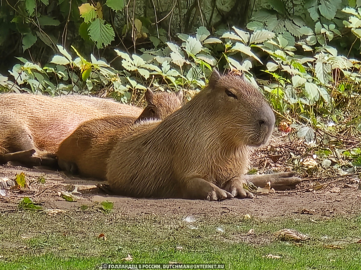 Ничего себе, хомяк! Это хомячище! Как баран! Вообще это самый большой грызун, и живёт он в Южной Америке. Фото: Голландец в России