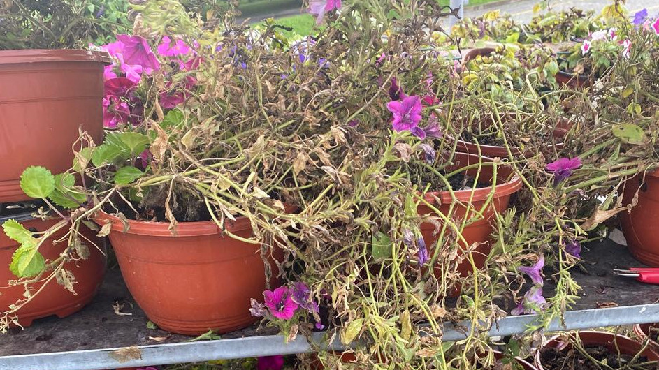 Результат летних мучений с петуниями против красоты многолетников