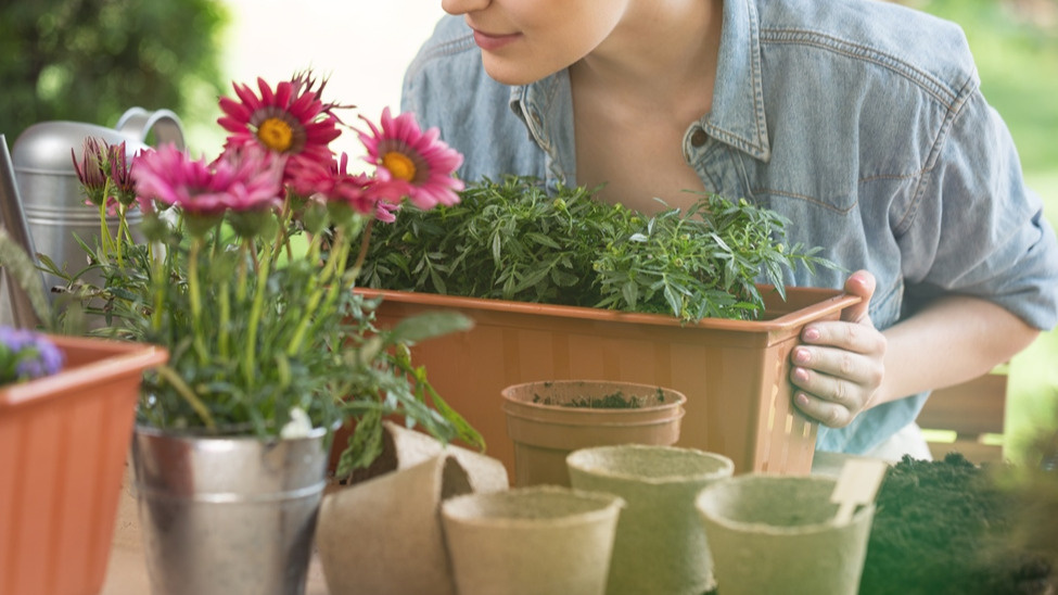 Сентябрь 2024 - оптимальное время для посадки неприхотливых многолетников