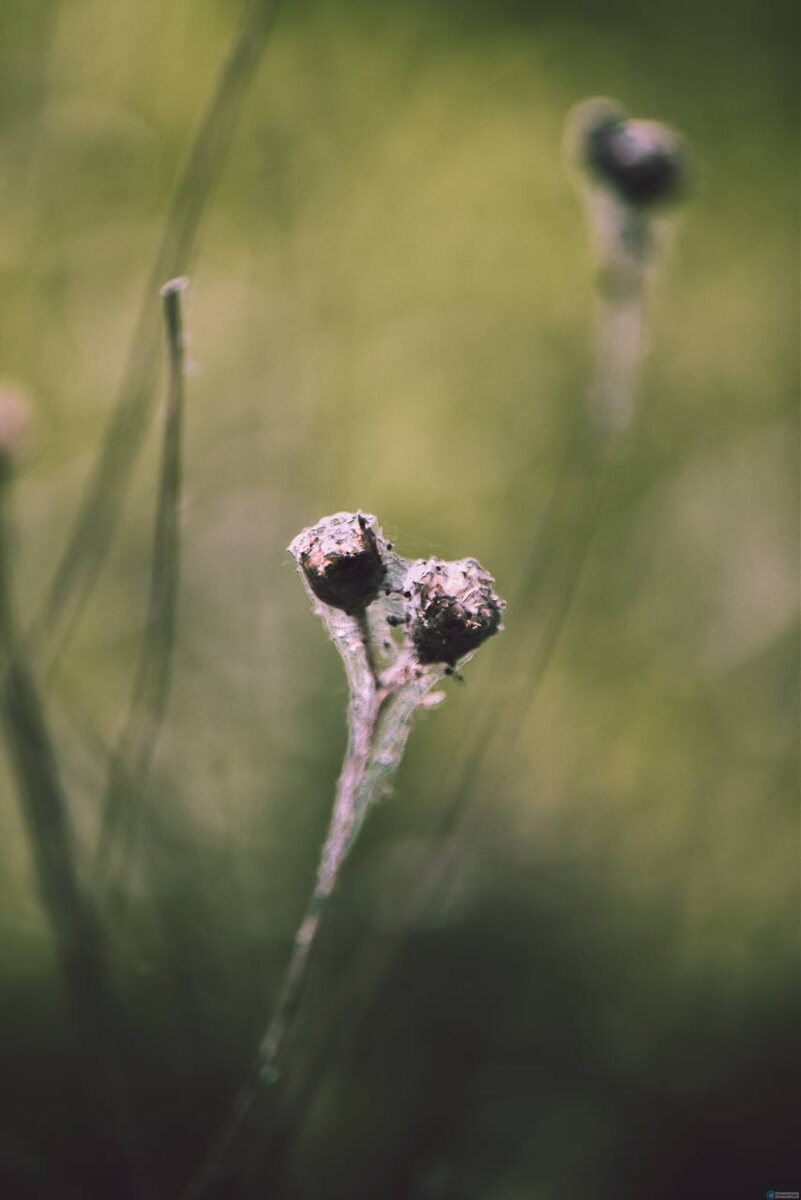 Телеграм - Святая Руфь