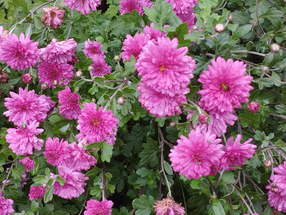 Спасибо за лайк, подписку, комментарий. Хорошего вам дня! 