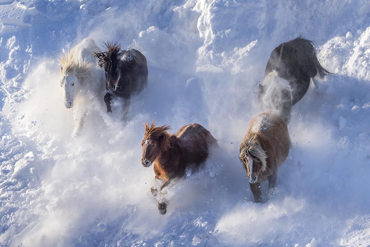 VOON WAH WONG (Гонконг), Золотая медаль FIAP, Running in the snow/Бег по снегу