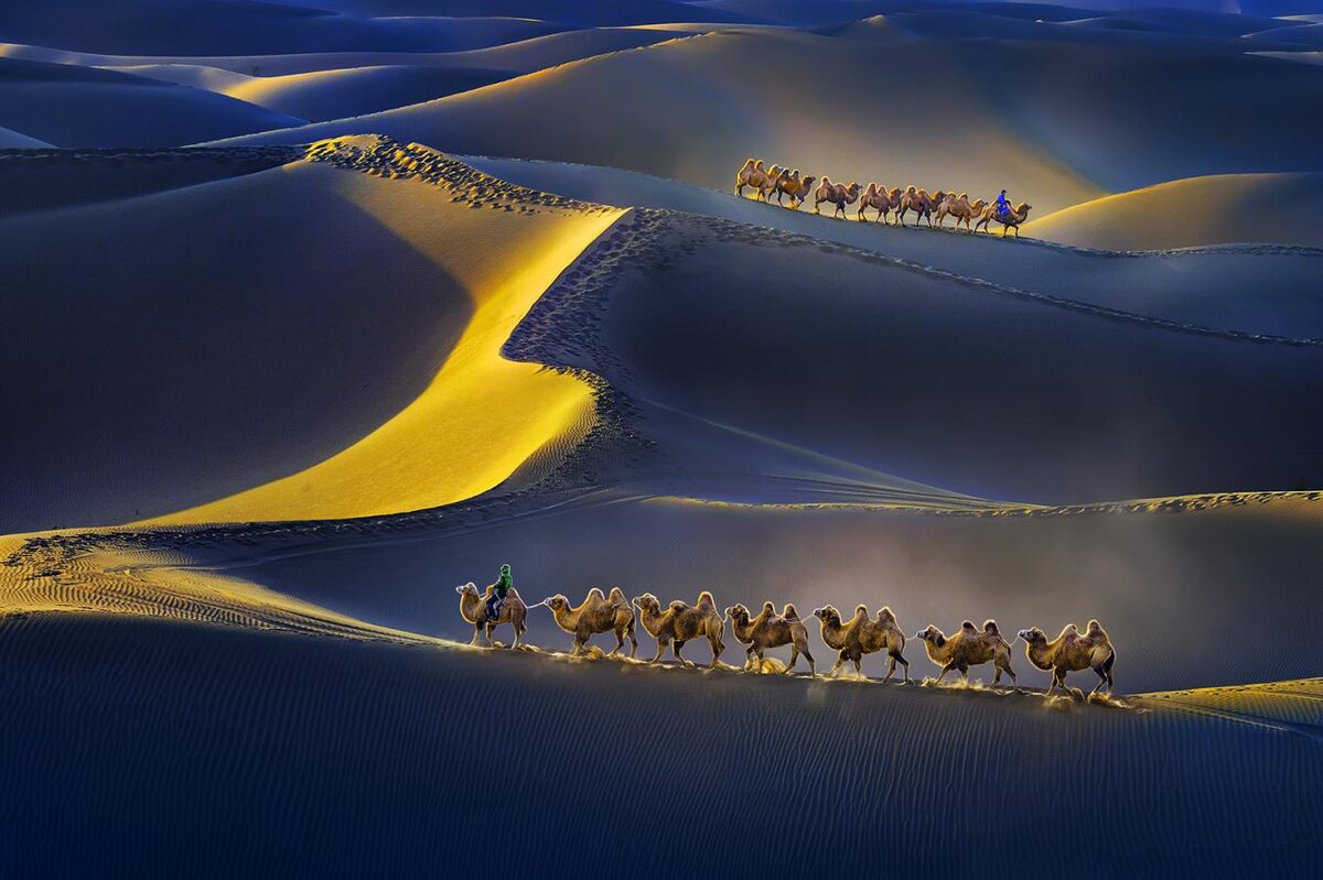 WAI POR LEUNG (Гонконг), Золотая медаль IAAP, Camel at sunset/Верблюд на закате