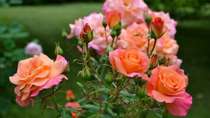 Фото использовано в качестве иллюстрации. Источник Яндекс-картинки