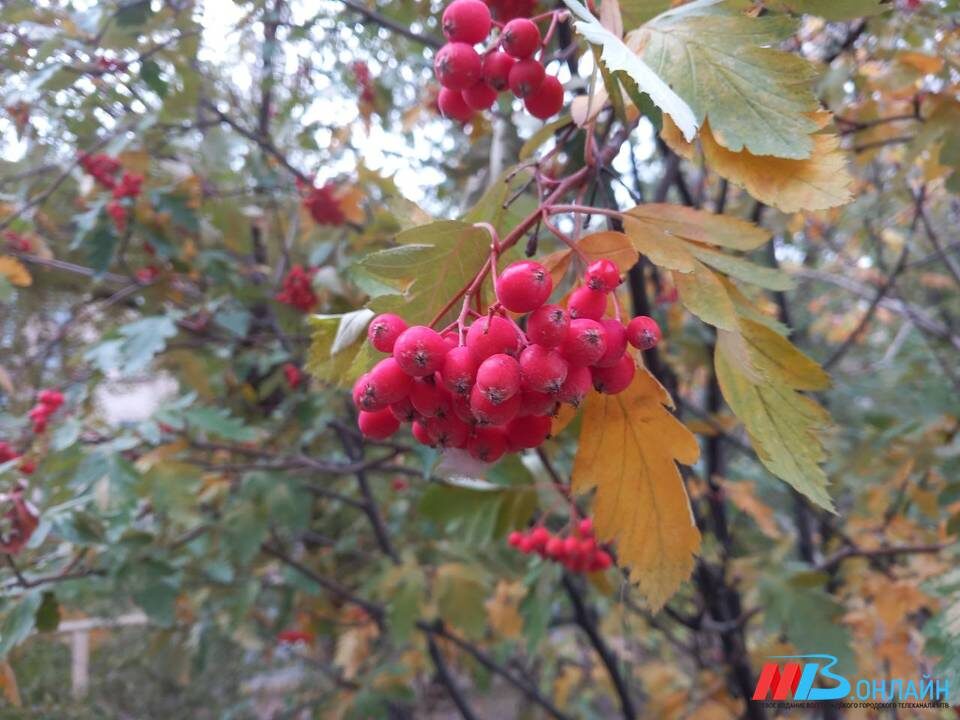    Фото: Наталья Еремеева / МТВ.ОНЛАЙН