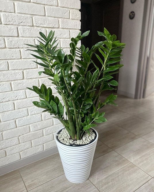 Фото взято из открытых источников