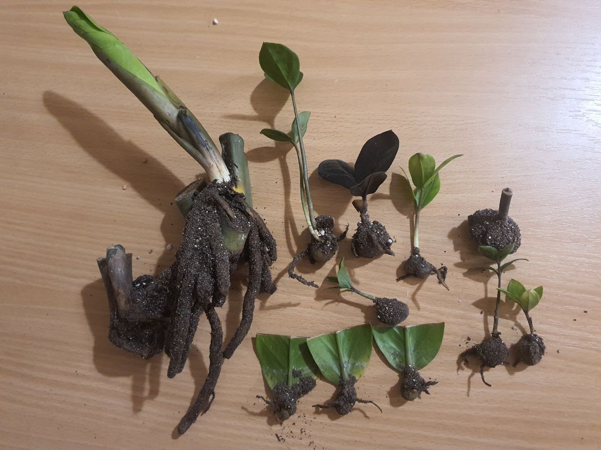 Вот он, с лева