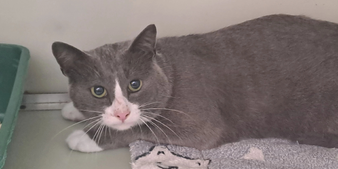 Знакомьтесь с уличными новичками