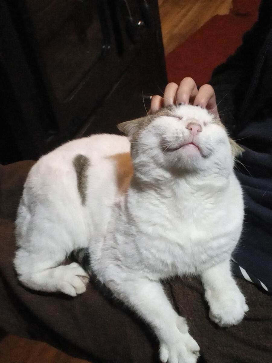 Кот Аристик