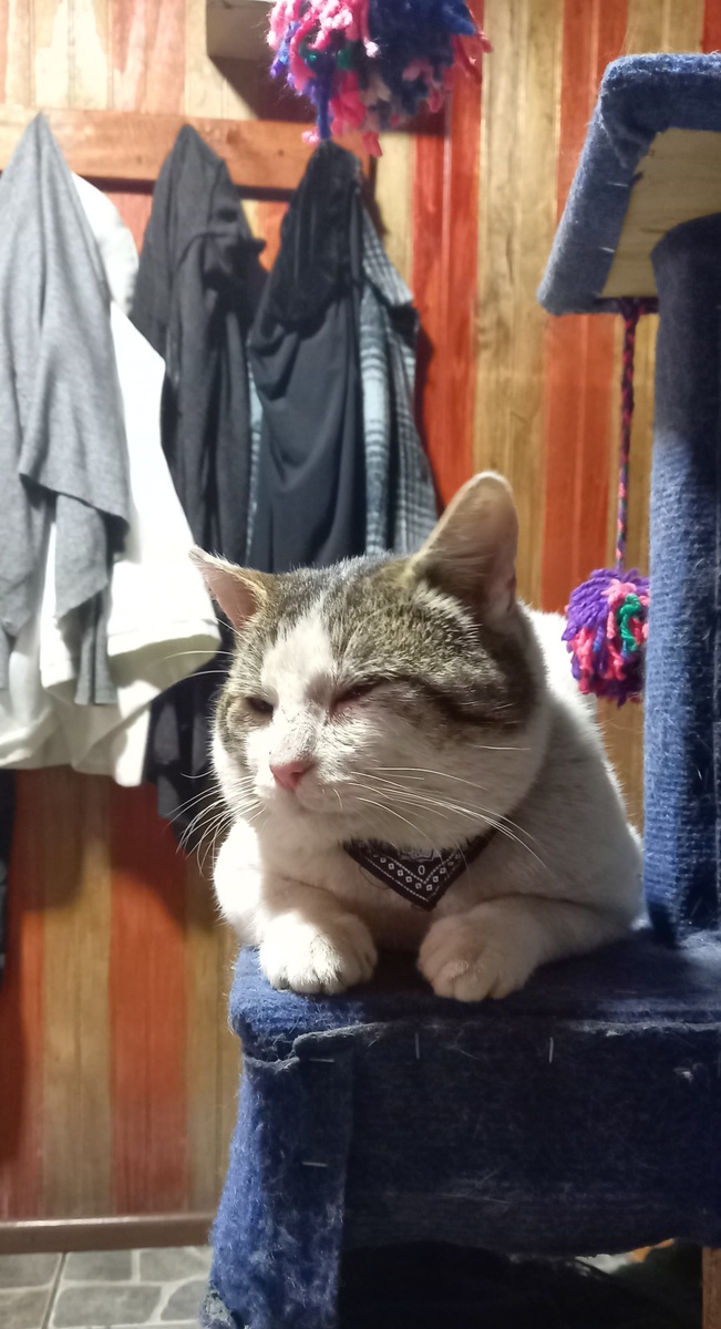 Аристик вернулся домой