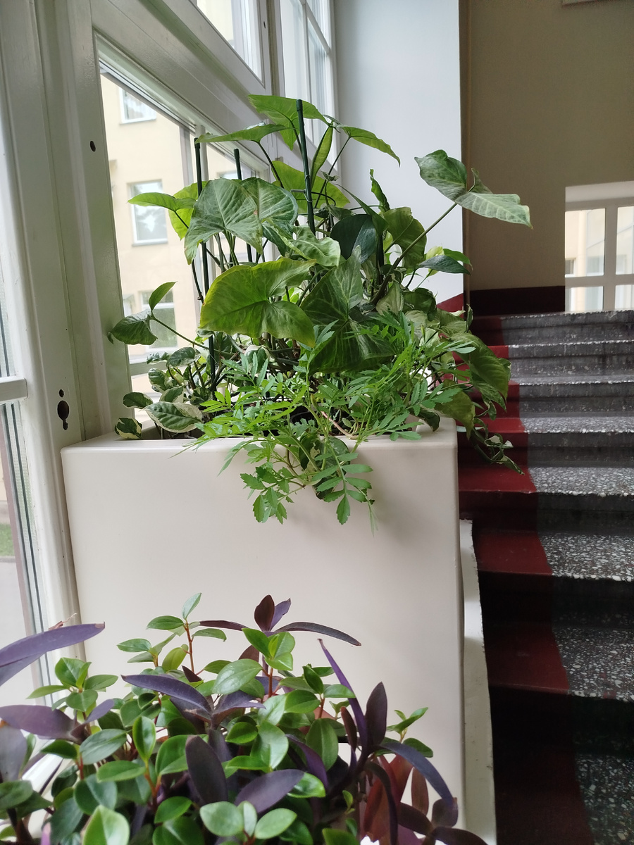 Это институт нейрохирургии Алмазова