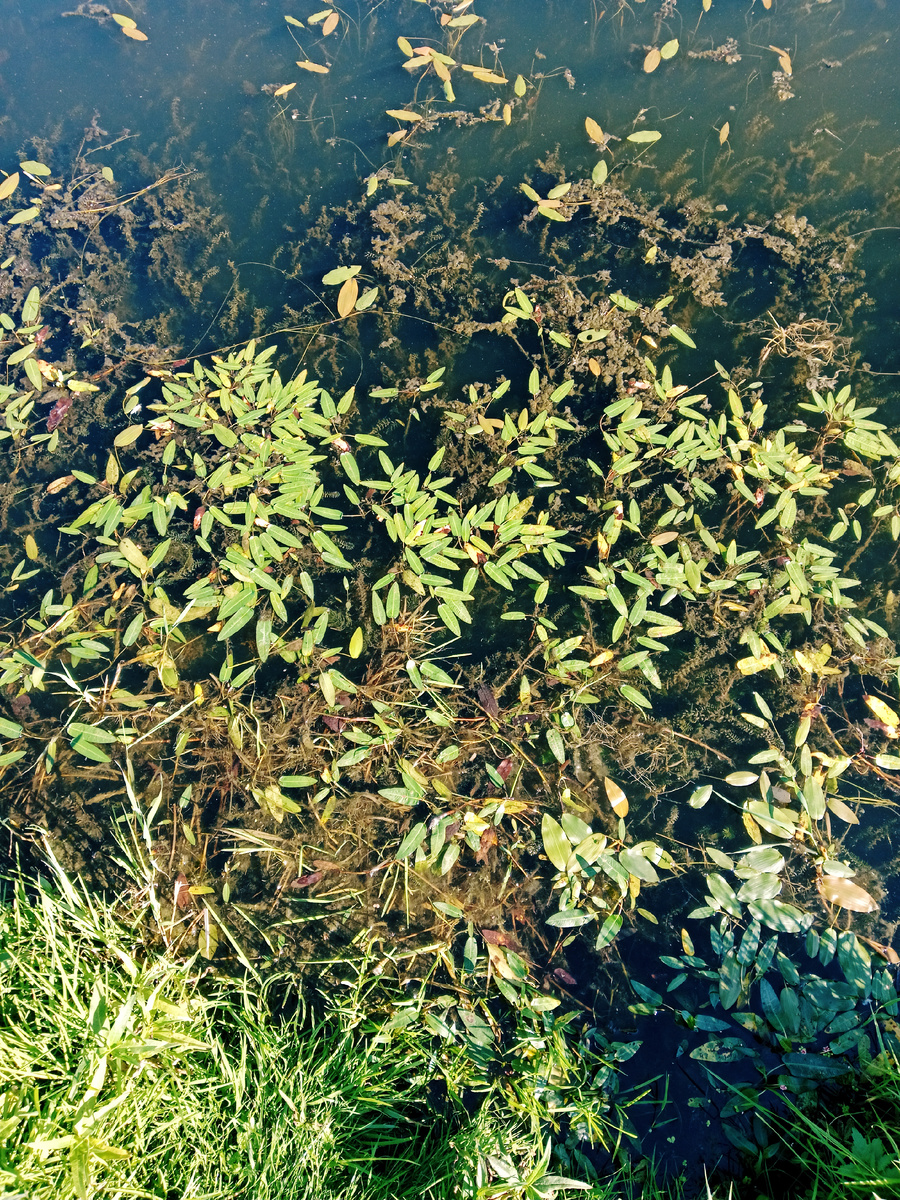 Заболоченная вода в парке