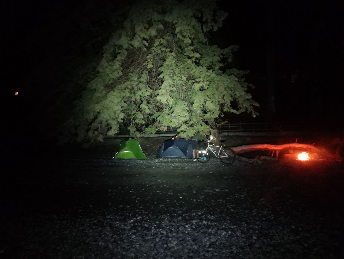 Большой эвкалипт на набережной Кындыг