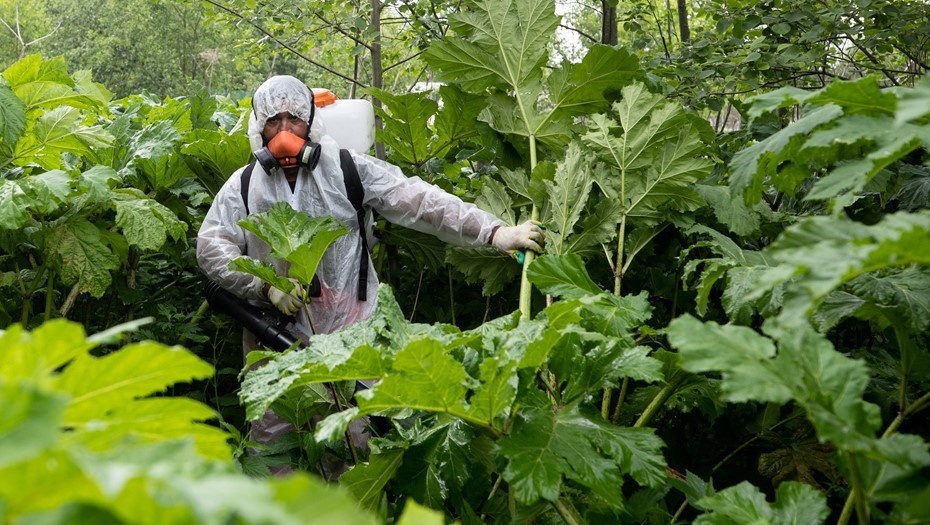    В борьбе людей с борщевиком растения пока выигрывают Автор фото: ТАСС