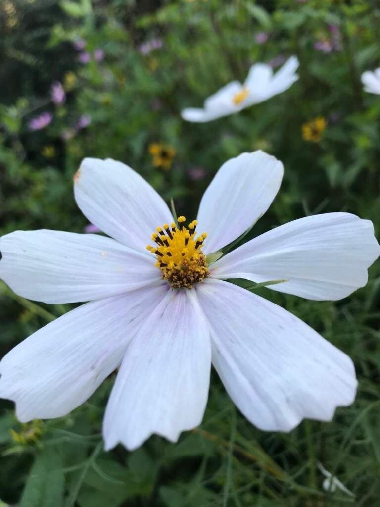    Фото Елены Меркуловой Валерия Стальная