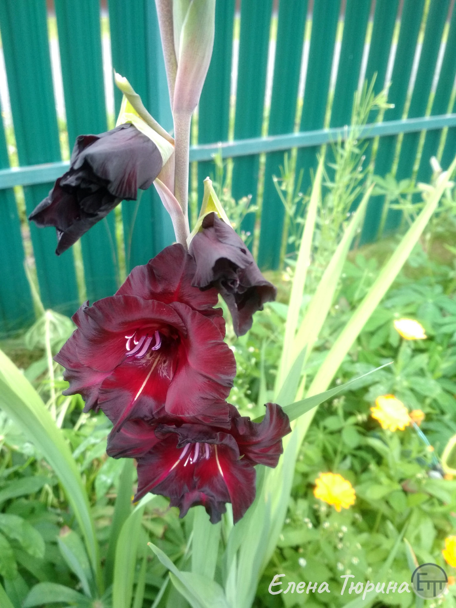 Фото: Елены Тюриной. Черный гладиолус в саду. 2020 г.