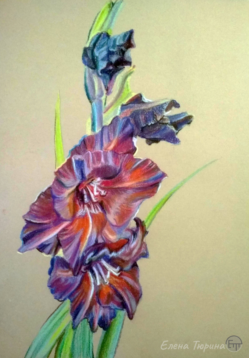 Художник Елена Тюрина. Третий этап рисования. "Черный гладиолус". Бумага. Сухая пастель. 2020 г. Размер: 41,8х29,7 см.