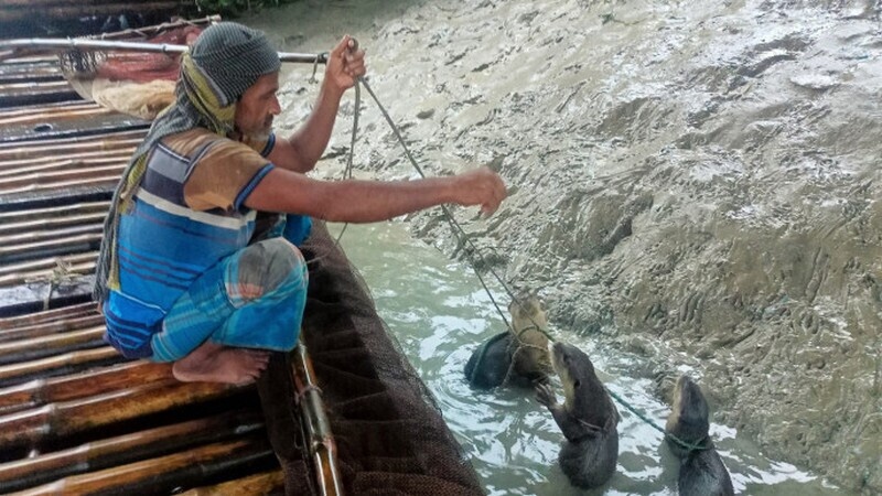    Фото: greatersundarbans.org