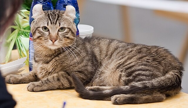 Американский керл – порода кошек с загнутыми ушами, напоминающими рожки или лепестки цветка.