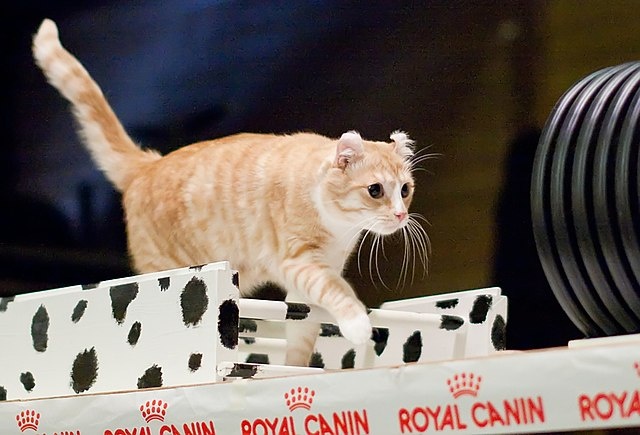 Американский керл — среднего размера кошка с крепким телом, клиновидной головой, большими миндалевидными глазами и загнутыми назад ушами. Шерсть может быть короткой или полудлинной, а окрас — от однотонного до табби.