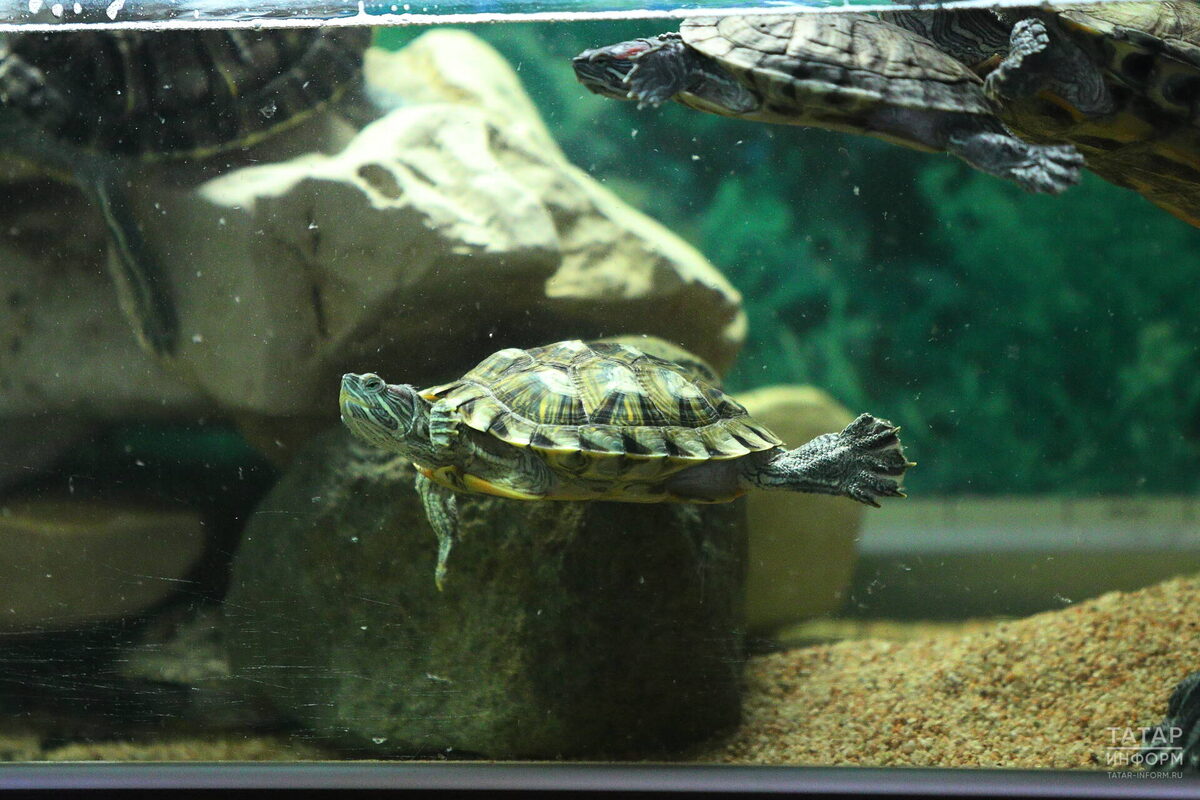 Фото: © «Татар-информ»