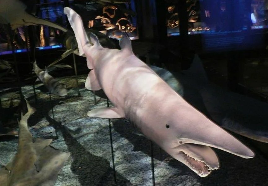 На фото: Акула-домовой (Mitsukurina owstoni) в океанариуме. Одна из немногих особей, которых удалось сохранить в неволе.