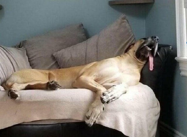 25 смешных фото собак, которые лечат от грусти