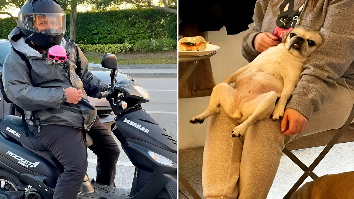 25 смешных фото собак, которые лечат от грусти