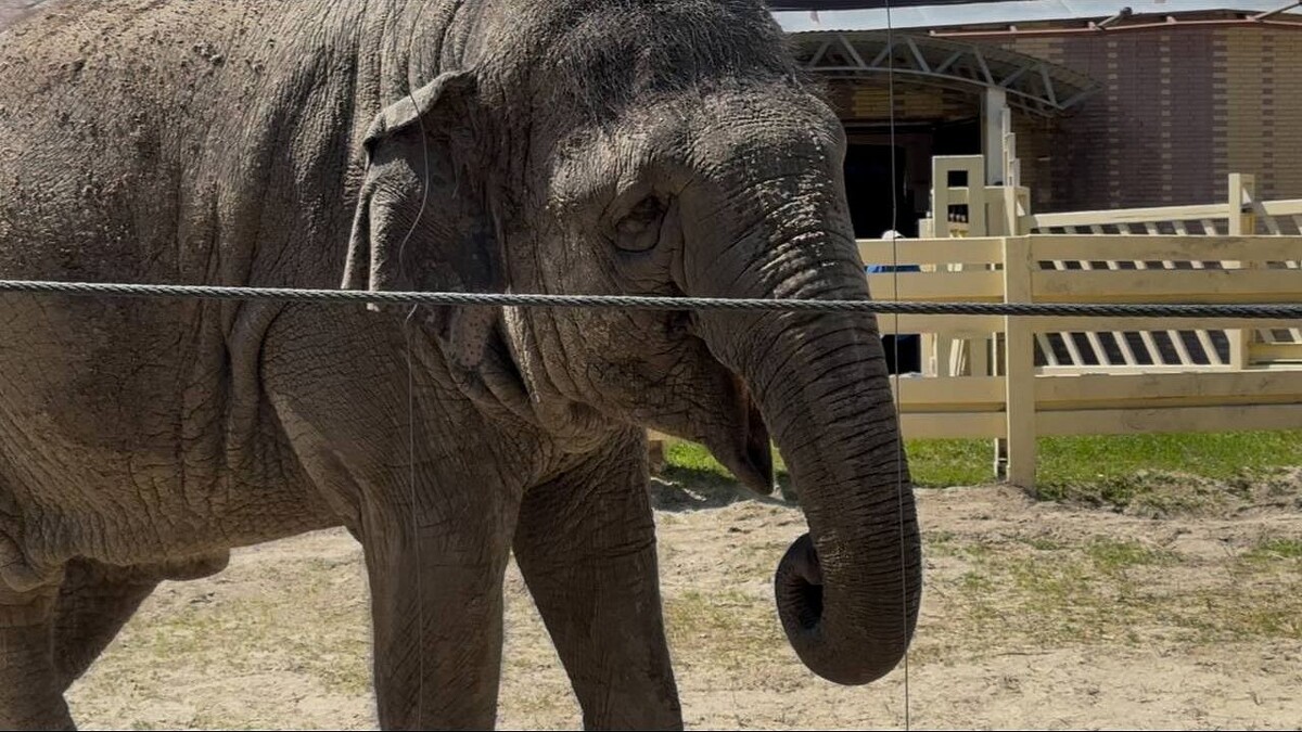    Фото: телеканал «Краснодар»