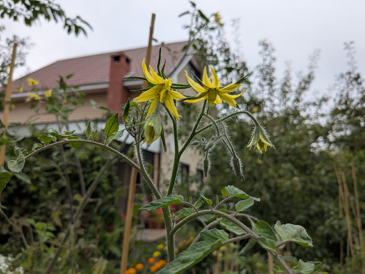 Делаем ставки: успеет завязаться или нет?