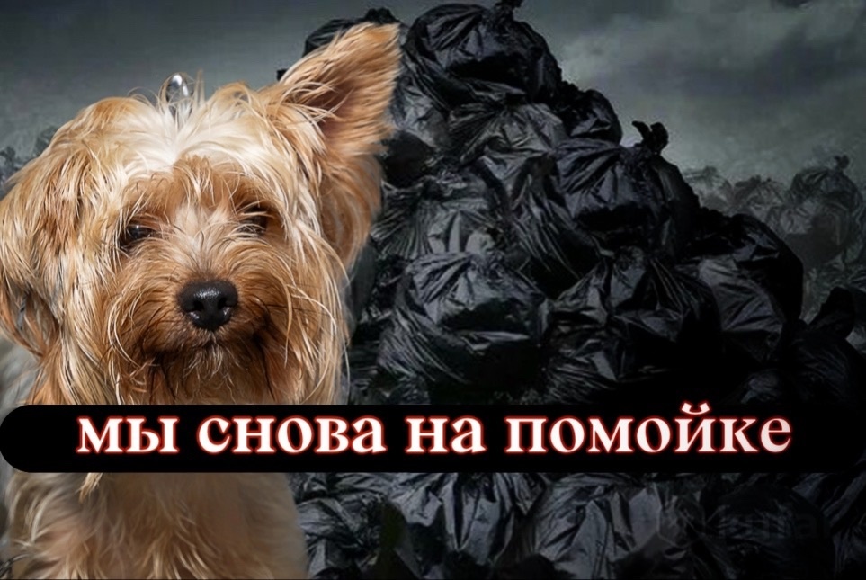 Сегодня мы НЕ оплатили аренду, 500 ЖИВОТНЫХ СНОВА БЕЗДОМНЫЕ!