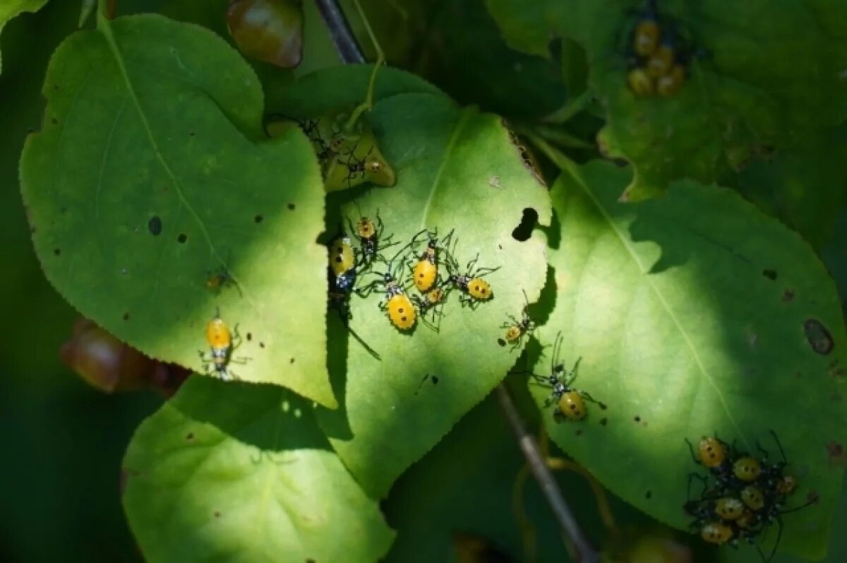    В Приморье учёные обнаружили тропического клопа, ранее не обитавшего в крае