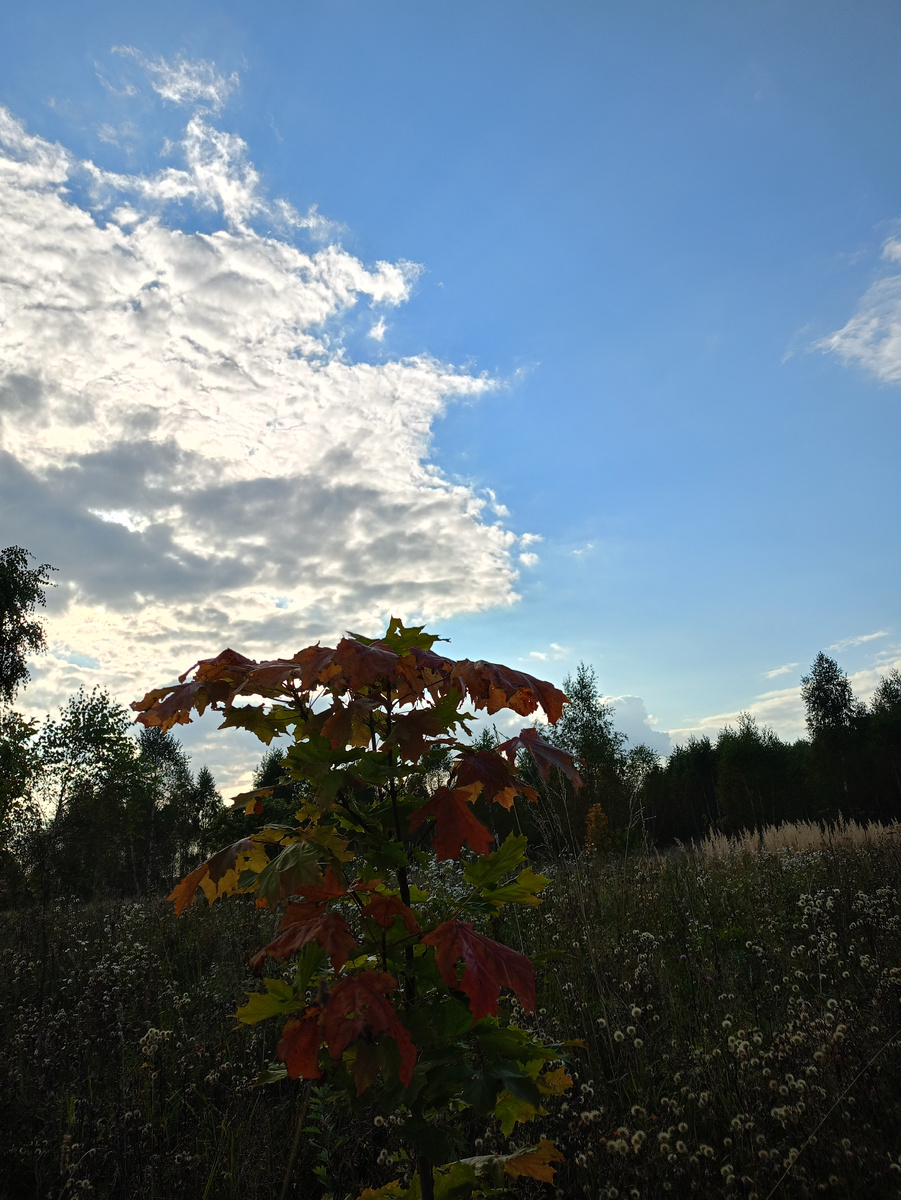 Фото автора. Осень. 