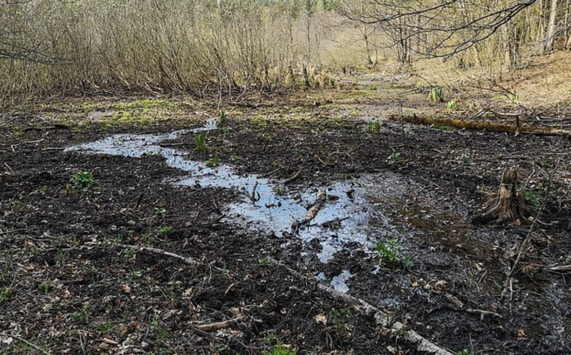 Лесное болото в Отомине, Польша.