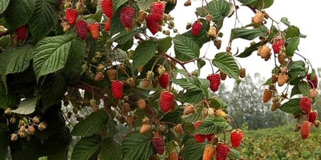 Правильная посадка малины Таруса осенью. Личный опыт и детальный разбор.