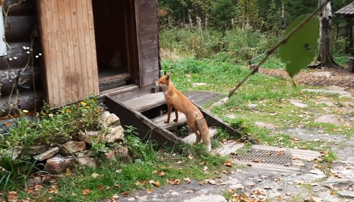 Познакомились с лисенком Фёдором в Белом ключе