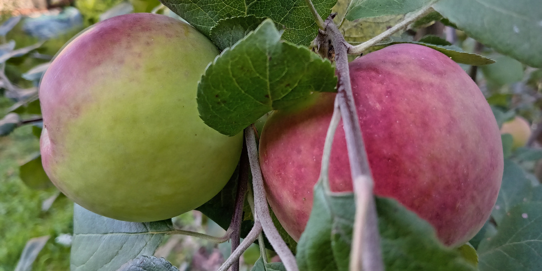 Спасибо, северное лето, за щедрые дары!