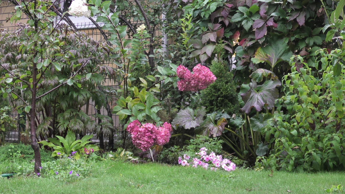 В саду у автора канала