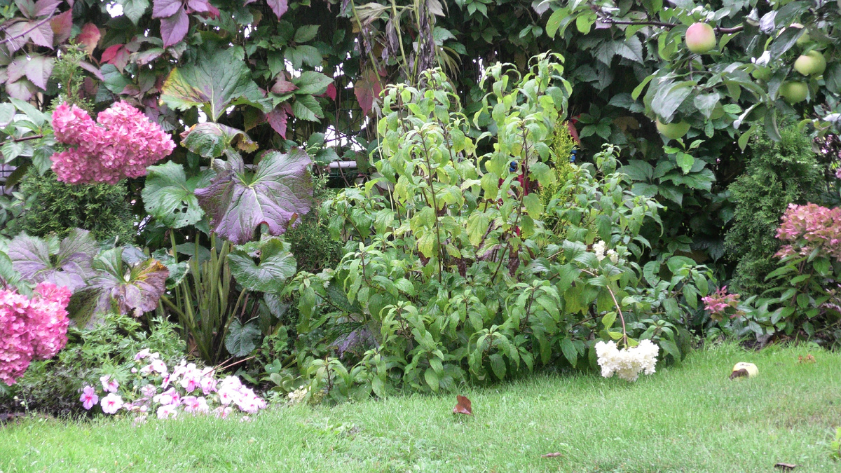 В саду у автора канала