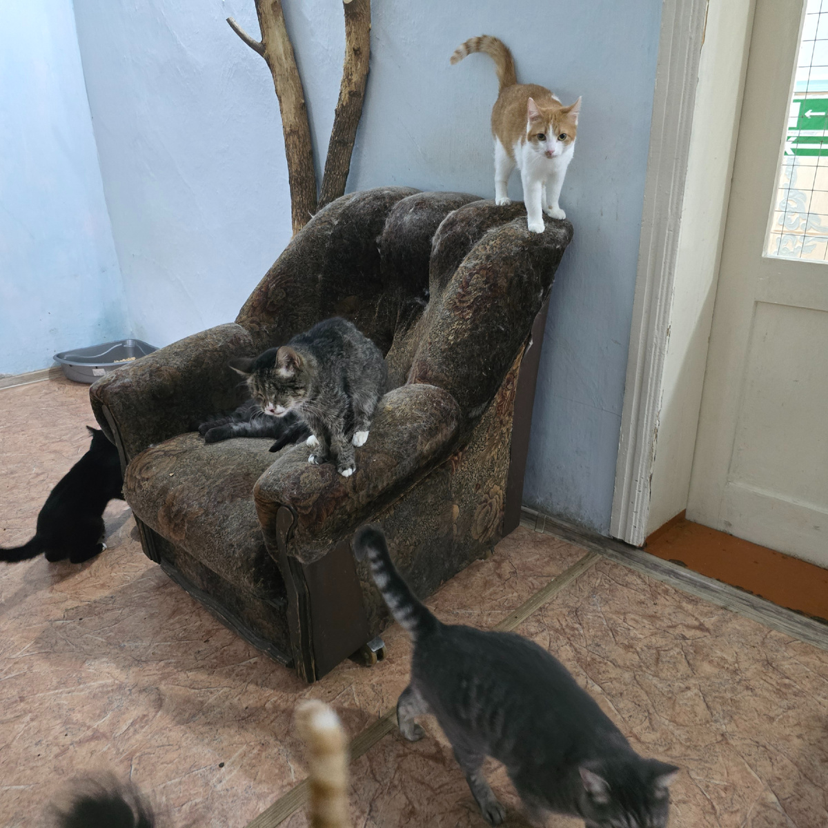 Котики на потрепанном кресле, измученные, но держатся вместе