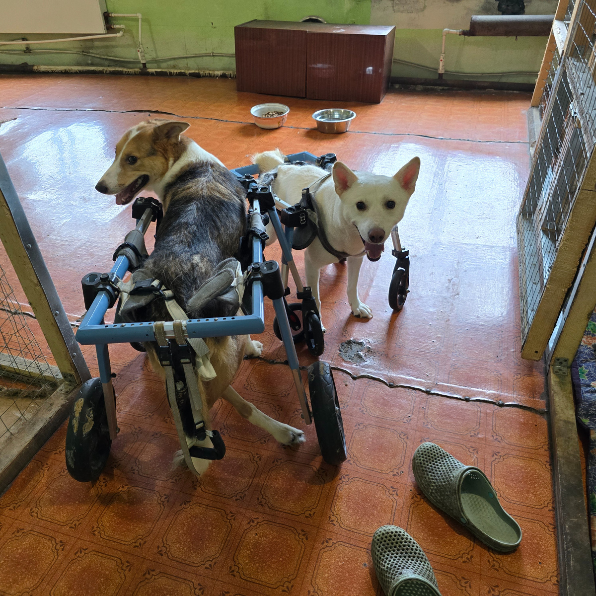 Два храбрых друга на колёсиках не сдаются судьбе