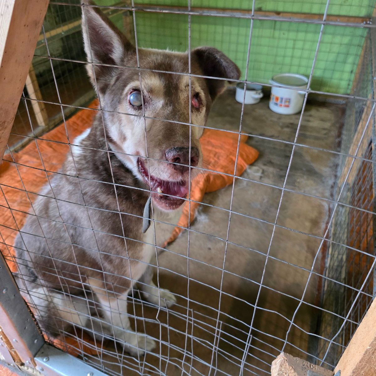 Счастливая мордочка за решёткой излучает надежду