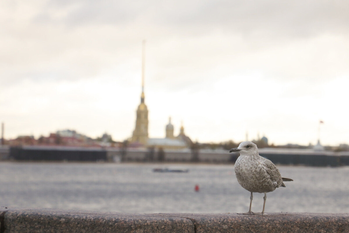 Фото: Александр Глуз / «Петербургский дневник»