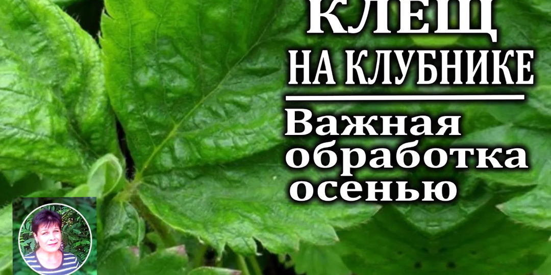 Осенняя обработка клубники против земляничного клеща: пошаговое руководство