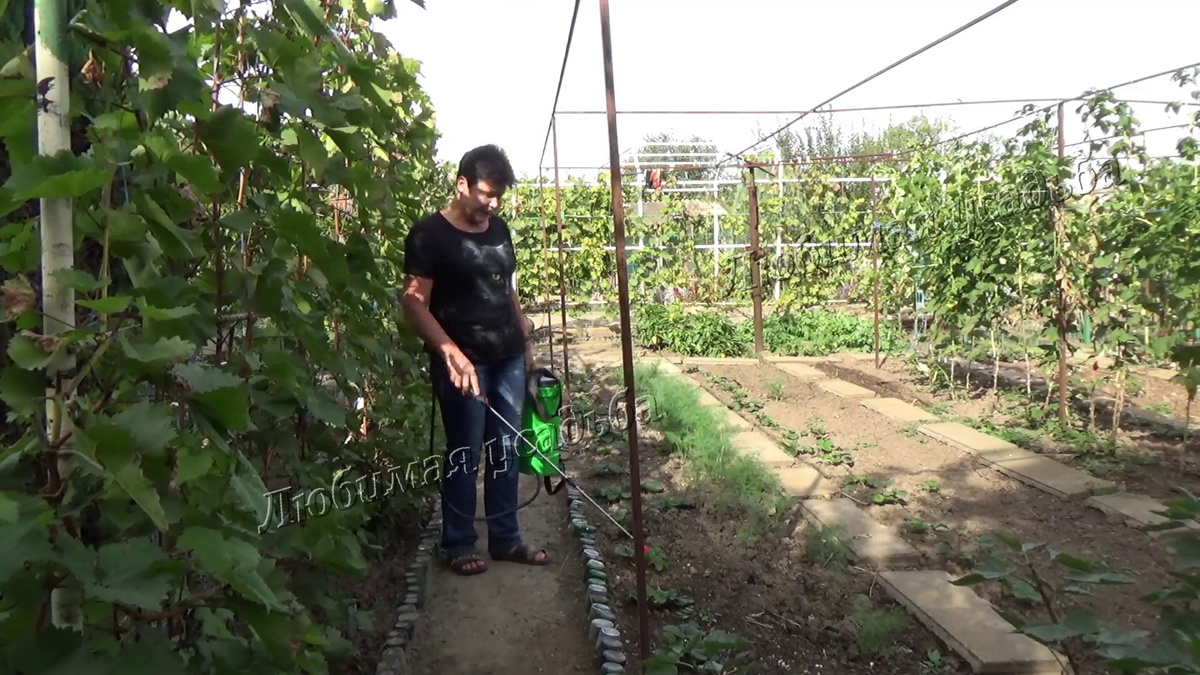 Обрабатываю кустики клубники точечно . 2023г. Конец сентября. Краснодарский край.