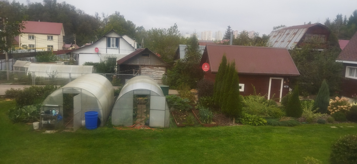 Соседский сад за моим окном