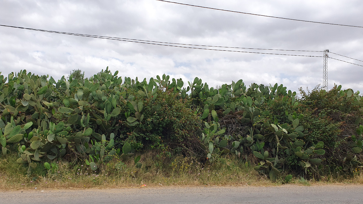 Опунция как изгородь
