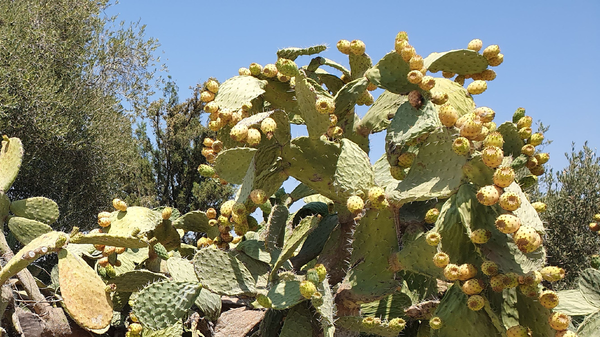 Плоды съедобного кактуса в Тунисе